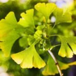 гінкго білоба