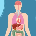 найбільший орган людини