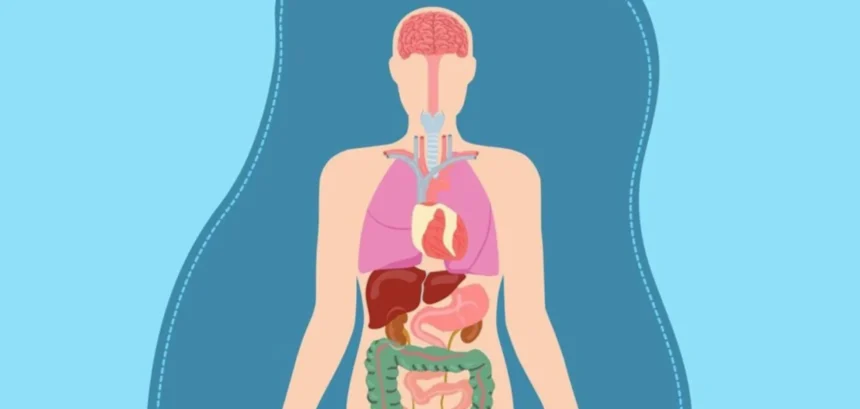 найбільший орган людини