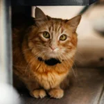 кіт свійський