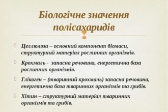 полісахариди