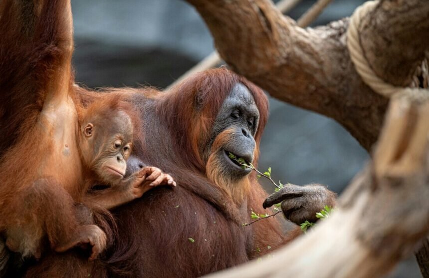 сколько живут обезьяны