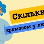 скільки хромосом у людини
