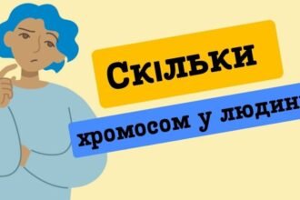 скільки хромосом у людини