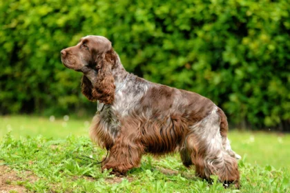 английский кокер-спаниель