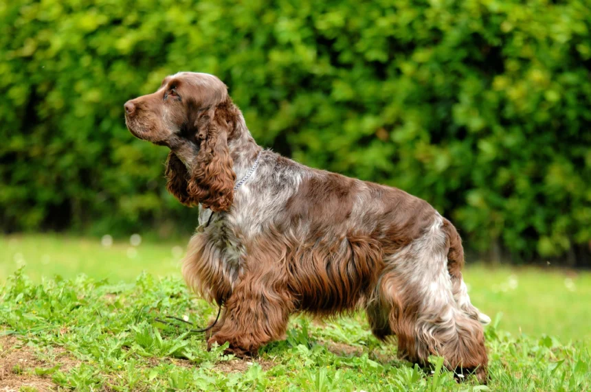 английский кокер-спаниель